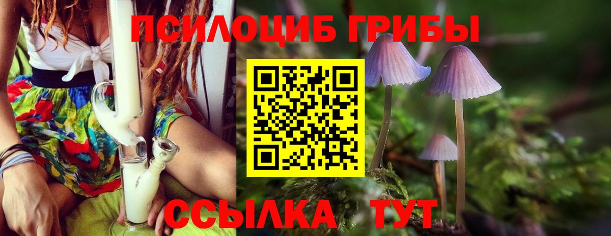 Псилоцибиновые грибы Psilocybe Брянск